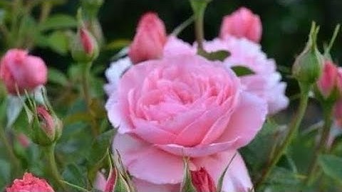 سورة التوبة (ص - ٢٠٦) || القارئ الشيخ إدريس أبكر حفظه الله