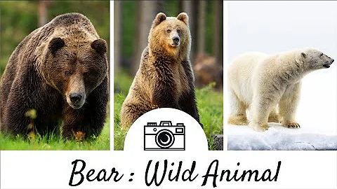 Bear - Wild Animal - 4 Legs Animal - About Bear Life