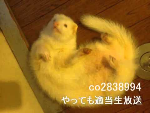 やってもの適当生放送アーカイブ動画　その１