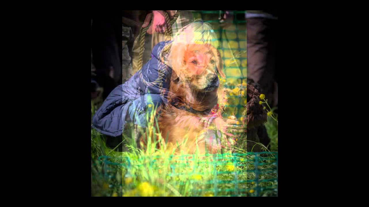 BARRIERS TRAINING WITH KIRKBOURNE SPANIELS.