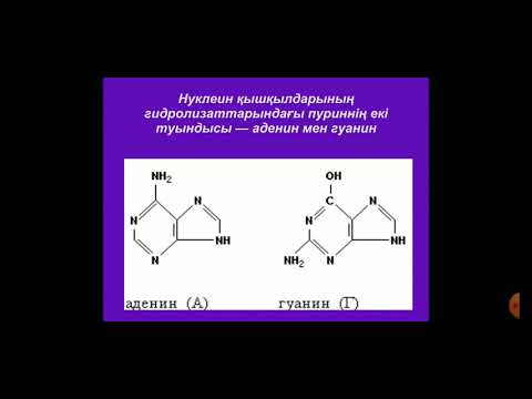 Бейне: Белоктар нуклеотидтерден тұрады ма?