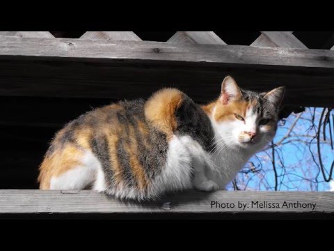 Video: How to Travel with a Cat: 14 Steps (with Pictures)