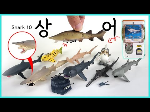 특이한 상어 10종류 캡슐뽑기(빨판상어 포함)
