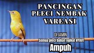 PLECI GACOR  Nembak Panjang Ampuh buat PANCINGAN pleci BERENG jadi ikut BONGKAR !! Auto BUKPAR.