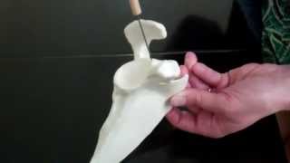 Appendicular skeleton: Part 1 - Pectoral girdle
