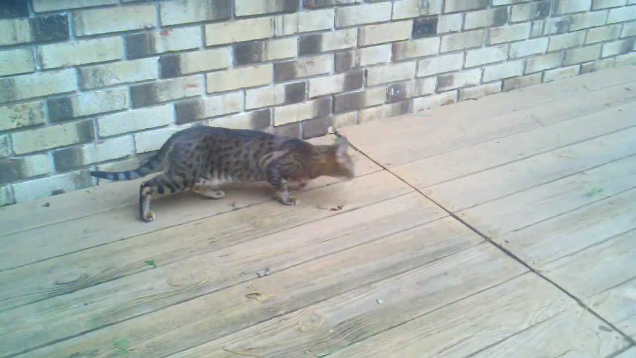Bengal Cat - YouTube