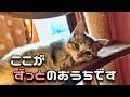 【美猫】ひとりぼっちの子猫が うちの子になりました