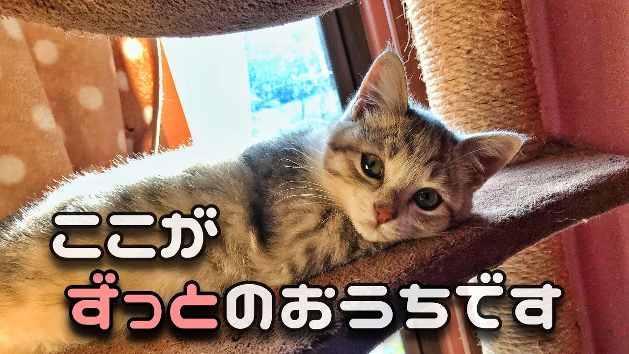 【美猫】ひとりぼっちの子猫が うちの子になりました