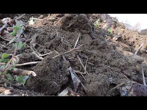 ვაზის მყნობა. ვამყნობთ ფესვში:) Прививка винограда. кадры на всех языках,видео на Грузинском;)