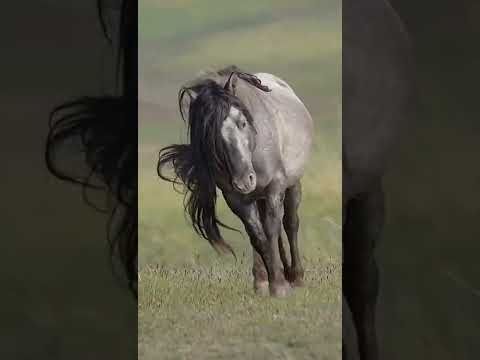 Video: Paso Fino Horse