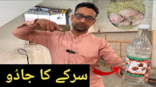 Vinigar Uses In Birds Hobby | Parrot Breeding Tips