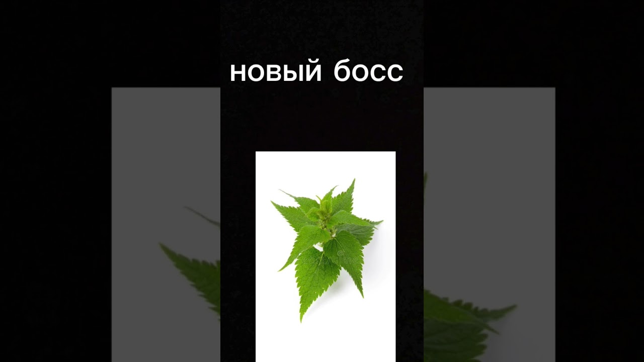 слив обновы 