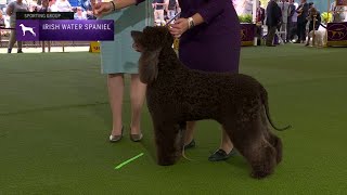 Spaniels (Irish Water) | Breed Judging 2023