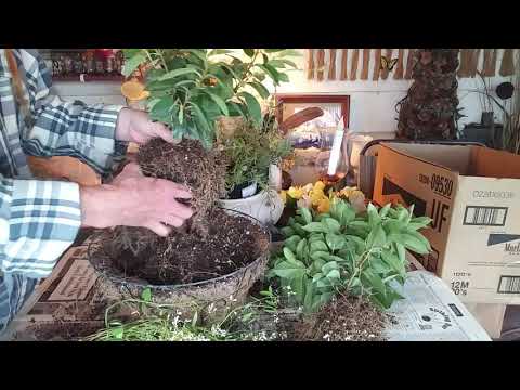 Video: Mandevillan kasvien hoito – Mandevillan kasvien talvehtiminen