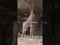 Giraffes Are Lightning Magnets! #didyouknow #facts #giraffe #funfacts #animals #lightning #wow