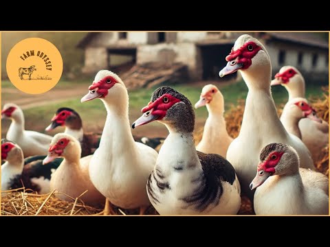Exploring Muscovy Duck Farming: Sustainable, Profitable, and Easy