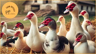 Exploring Muscovy Duck Farming: Sustainable, Profitable, and Easy