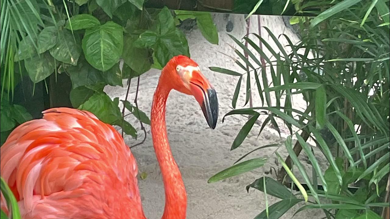 Flamingos at the Key West Florida Butterfly Conservatory 🦩🦋 Ranch