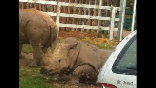 Safari Park England - Beautiful Warm Rain And Rainbow Over Wild Animals. Super