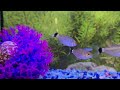 Calming Fish video - Red Eye Tetra (Petsmart) - Soft, Mellow and Relaxing Music