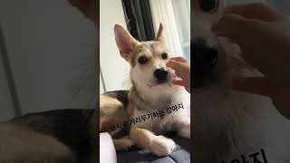 #사회적거리두기 #강아지 #일상