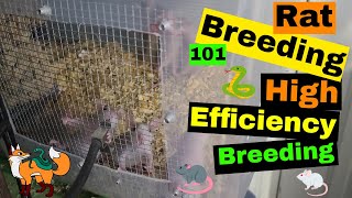 Rat Breeding 101 - High Efficiency Breeding