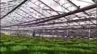 Sun Valley Field in Focus | Orange Art Tango Lilies