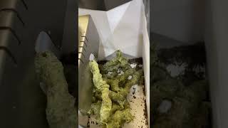 自製南瓜籽油👍