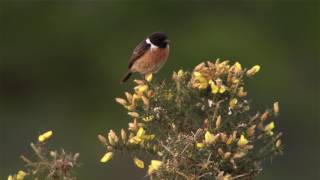 Stonechat
