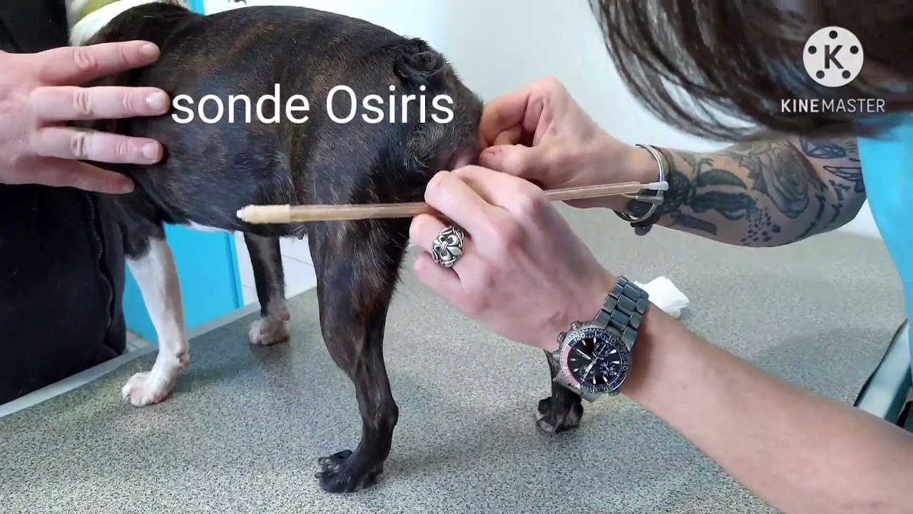 Reproduction Assistée De La Chienne - Boston Terrier - Boston Attitude