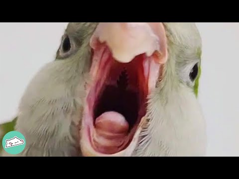 Quaker Parrot was Shy Now He Has So Much Attitude | Cuddle Parrots