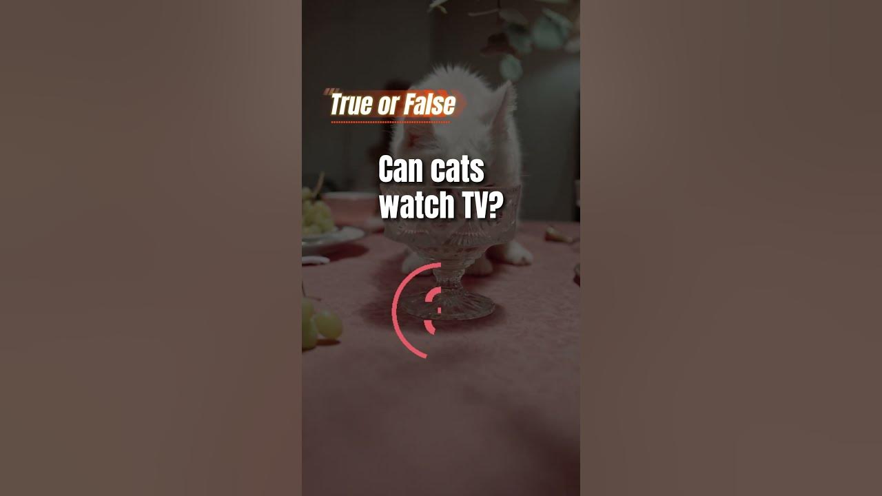 Can cats watch TV? YouTube