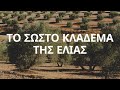 ΤΟ ΣΩΣΤΟ ΚΛΑΔΕΜΑ ΕΛΙΑΣ - ΔΩΡΕΑΝ ΔΙΑΔΙΚΤΥΑΚΟ ΣΕΜΙΝΑΡΙΟ