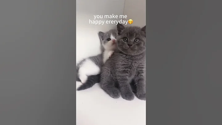 Video 11568471: cat white blue, cutest white cat, white cat playing, cat curiously plays, cat cute funny