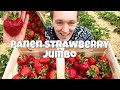 GODAAN PUASA | PANEN STRAWBERRY JUMBO