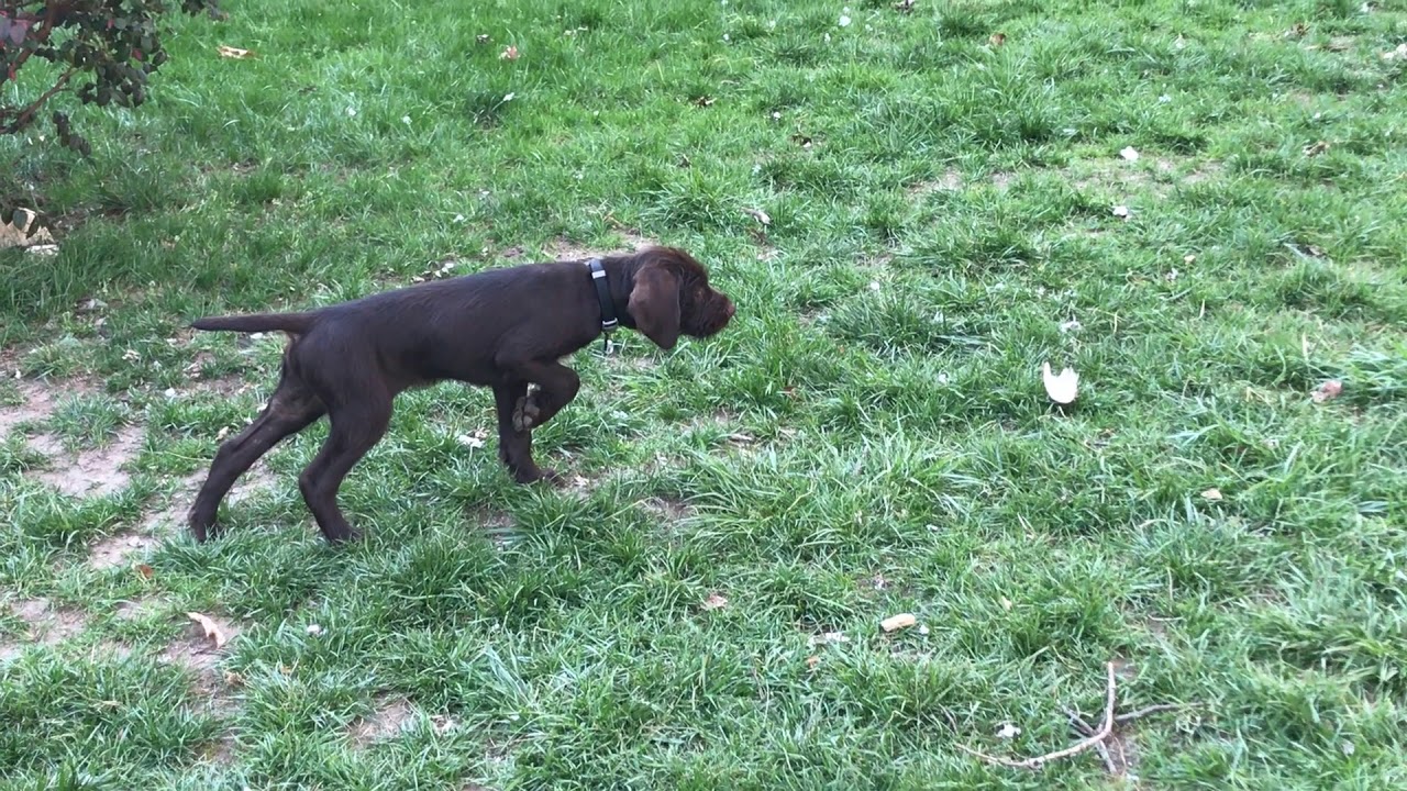 10 Week Old Pudelpointer Abe - wing on a string sight point - YouTube