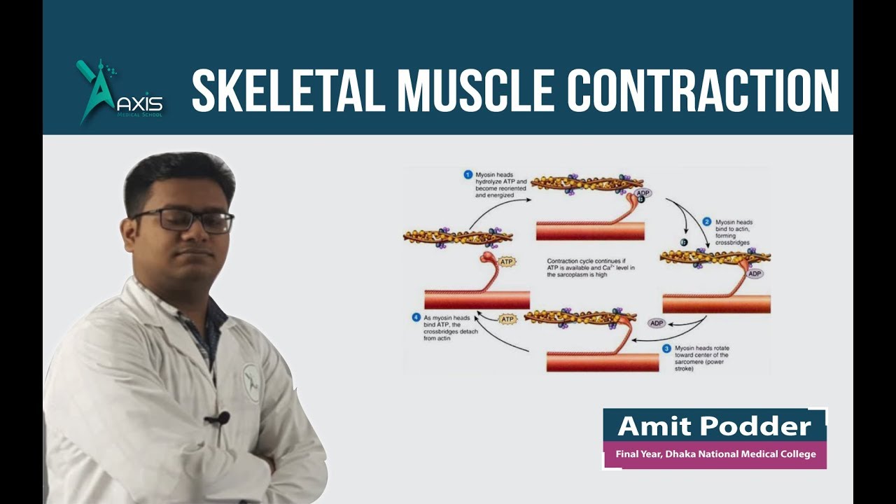 Skeletal Muscle Contraction (বাংলা) - YouTube