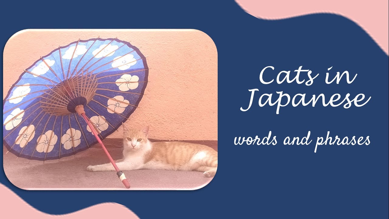 Cats in Japanese (Words and Phrases) YouTube