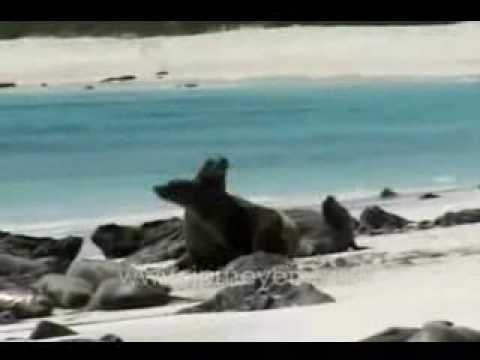 Sea lions "arm wrestling". Espanola Hood Gardner B...