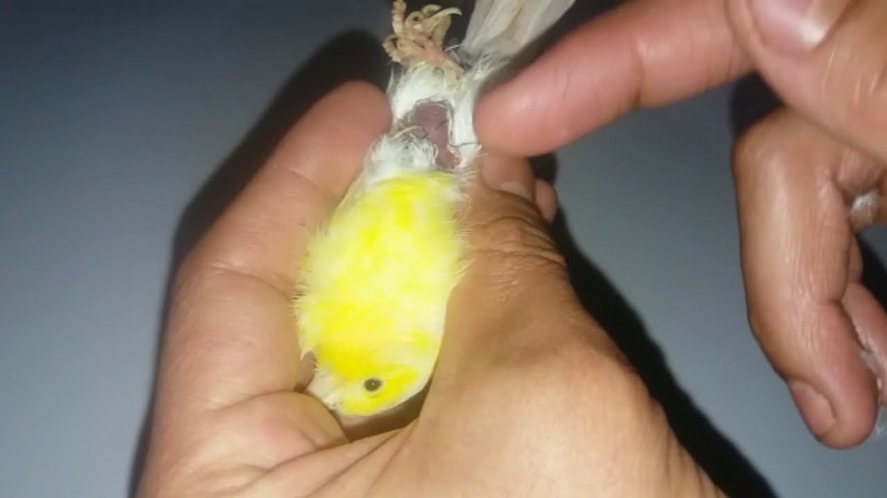 علاج مرض الكبد عند الكناري