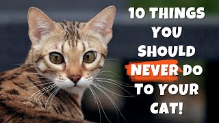 10 things you should never do to your cat!
