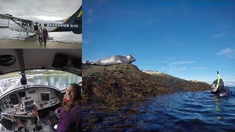 Snorkeling with wild seals in BC - Harbour Air seaplane tour