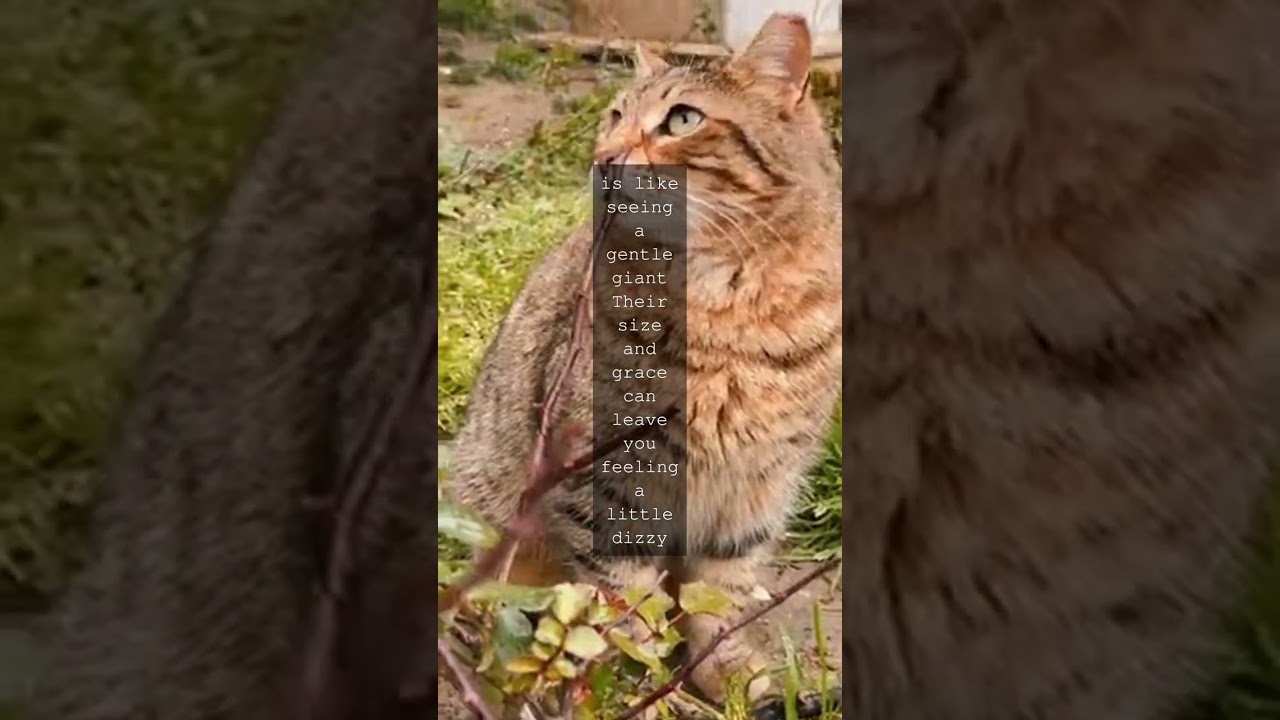 The Majestic Maine Coon Americas Largest Natural Cat Breed The Maine Coon is a special...