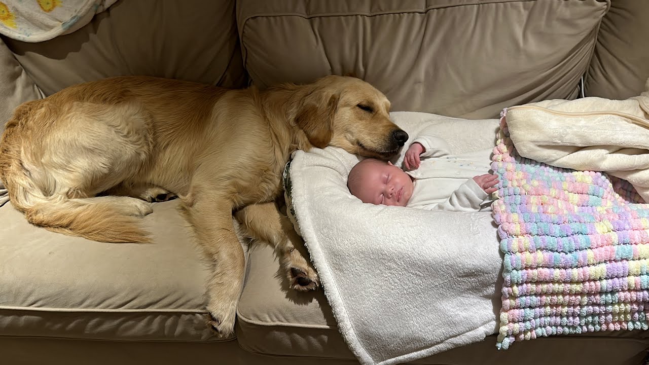 Golden Retriever Meets Newborn Baby And Never Leaves His Side! (Cutest