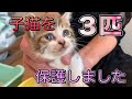 また子猫！3匹の生後5週目の子猫達を保護しました【We rescued the five weeks old 3 kittens】