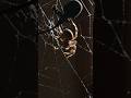 🕷️ मकड़ी का जाल इतना मजबूत क्यों होता है? | Amazing Spider Facts #ShortsDescription:
