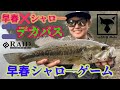 春を感じた魚を片っ端から狩る【早春シャロ―ゲーム】