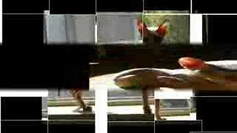 Video 973761: sphynx cat living, hairless breed