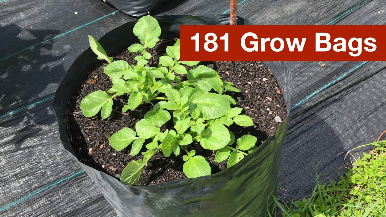 How to Grow Potatoes in Containers (Grow Bags) ~ Homestead and Chill
