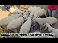 Qurbani ke saste vilayati mende available in hyderabad  heavyweight vilayati sheeps lot available